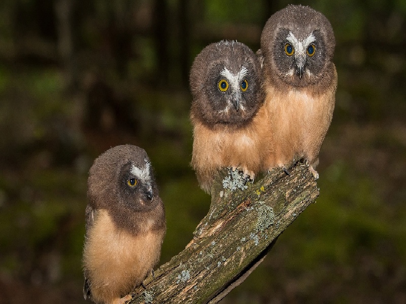 张女士成功案例